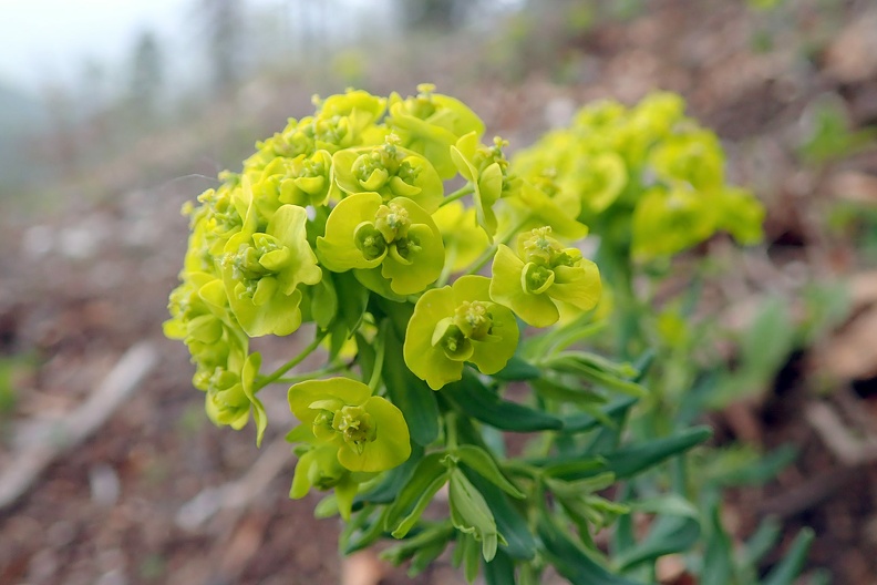 057-P4260475 -- <i>Euphorbia cyparissias</i> / 2