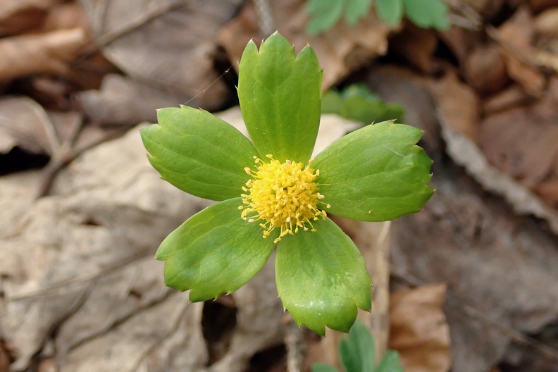 083-P4260540 -- <i>Hacquetia epipactis</i>