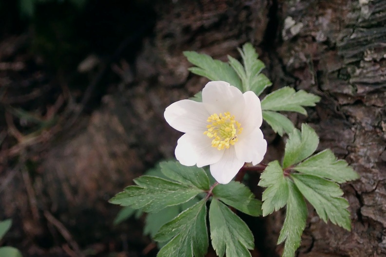 090-P4260562 -- <i>Anemone nemorosa</i>
