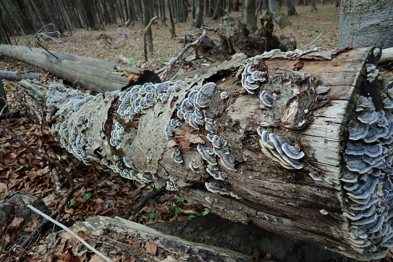 155-P4260718 -- <i>Trametes versicolor</i>