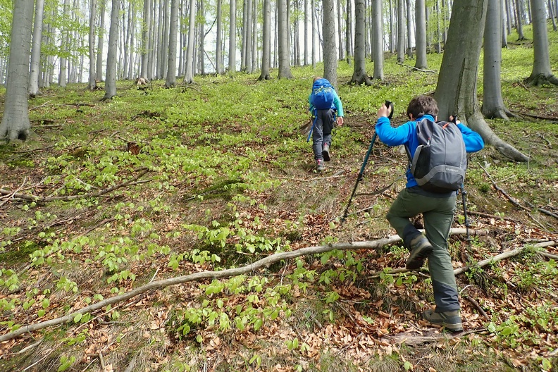 024-P5010802 -- ...idziemy na przełaj, przez soczyście wiosenny las