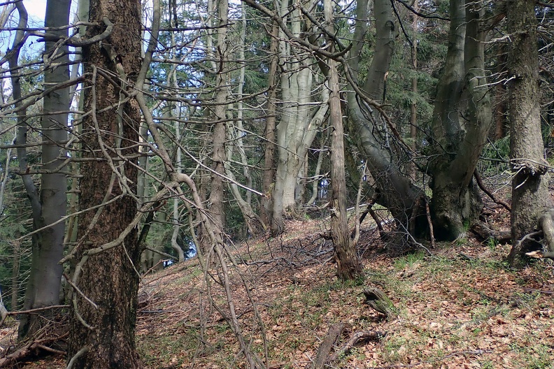 029-P5010809 -- <i>Moravskoslezská bučina</i> / 4