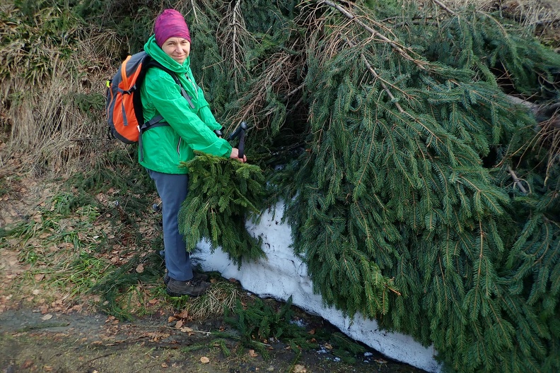 059-P5010878 -- Pod cetyną uchowała się jeszcze gigantyczna zaspa...!