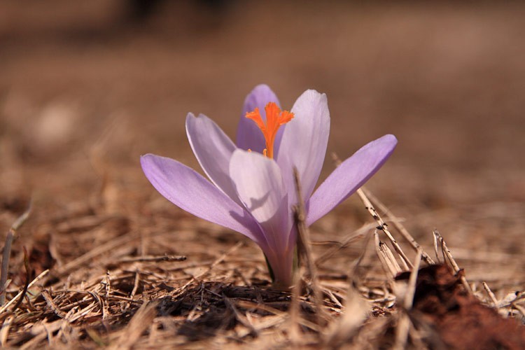 07-IMG 7828 -- <i>Crocus scepusiensis</i>